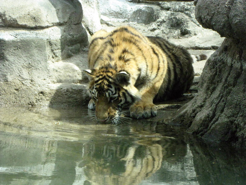 Thirsty Cub