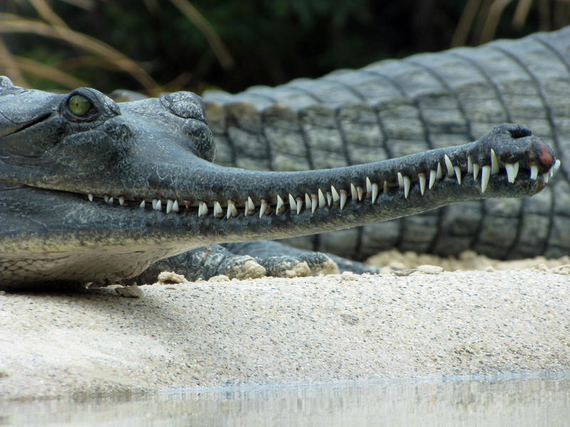 Gharial Grin