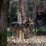 Mexican Wolf