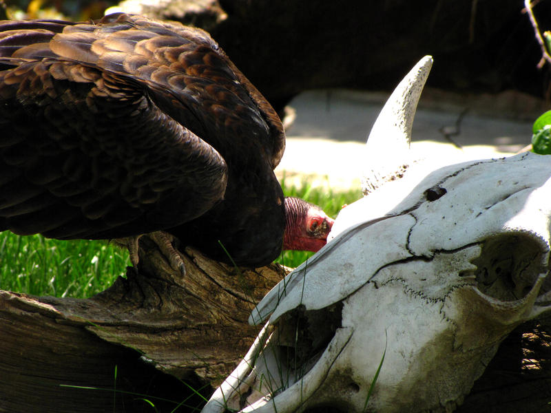 Turkey Vulture