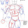 Anatomia de Dragon Ball