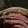 Skink