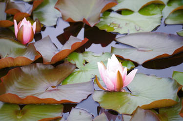 .Waterlily
