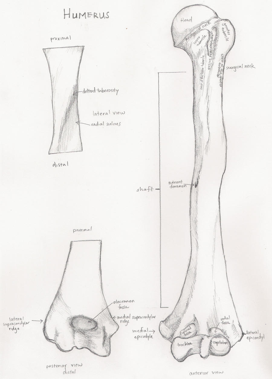 Humurus Drawing Humerus by SoraTanuki on DeviantArt
