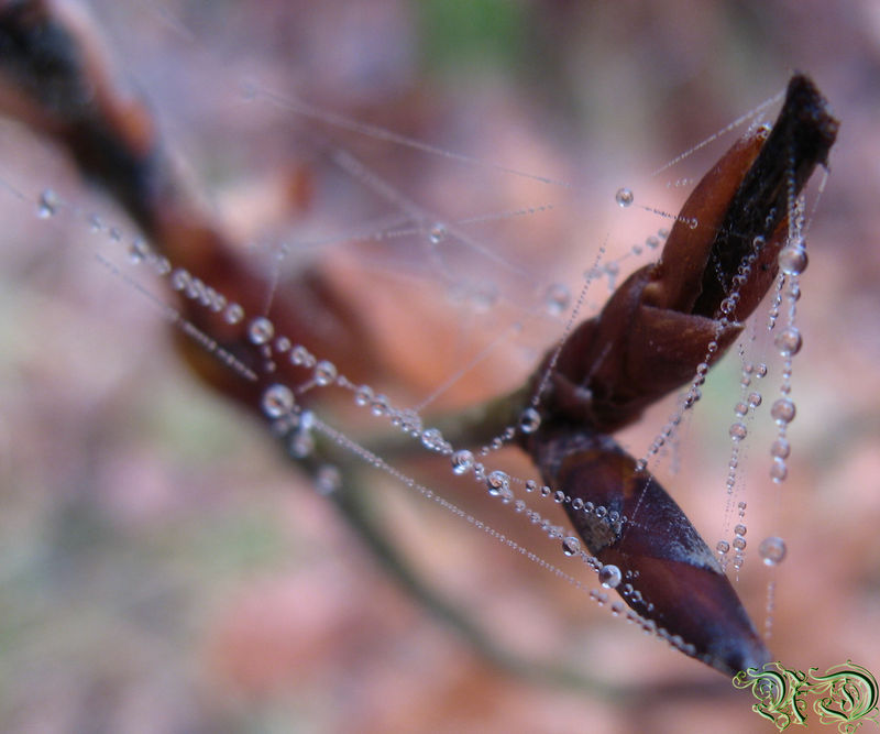 Spidernet Spidernet by LokyD on DeviantArt