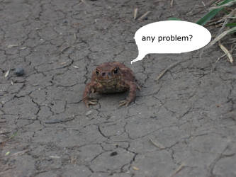 frog