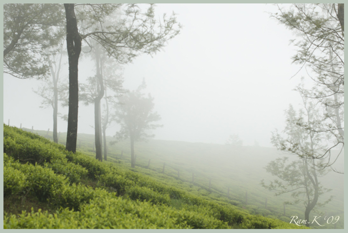 Tea Gardens at Sunrise