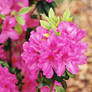 In Bloom