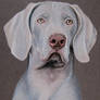 Cliff Weimaraner dog