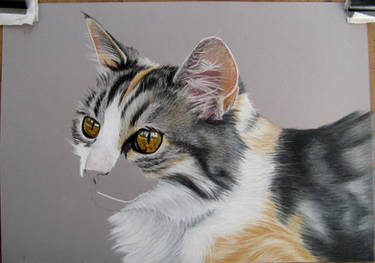 Tita 2. Cat in pastel