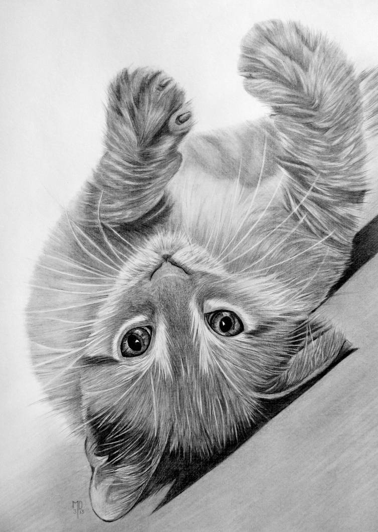 Рисунки жив. Животные карандашом. Рисунки карандашом животные. Кот карандашом. Красивые рисунки животных карандашом.