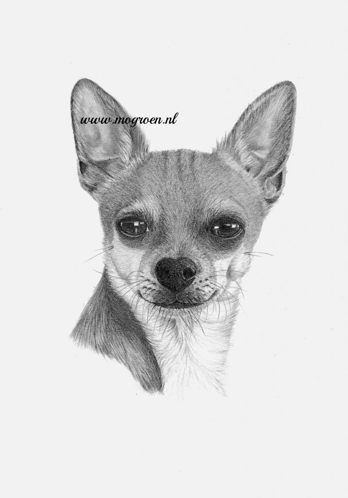 Chihuahua Dog Drawing By Mo62 On Deviantart