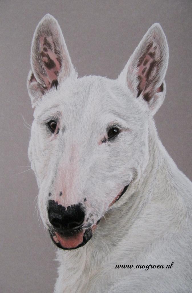 Drawing Bull Terrier in Pastel