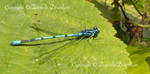 Common Blue Damselfly by RossoCorvino