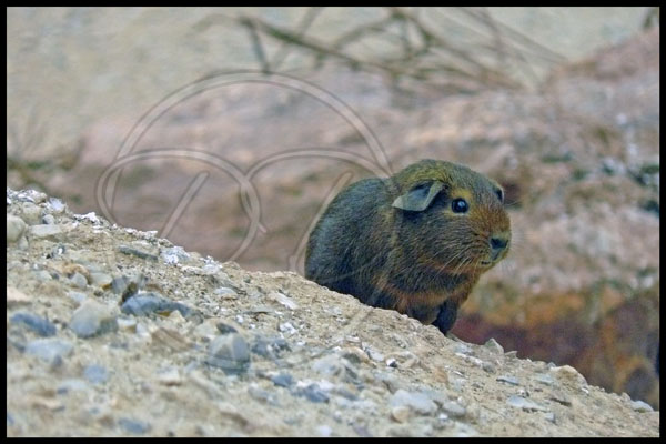 Guinea Pig