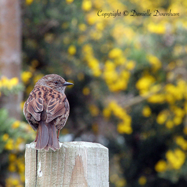 Dunnock