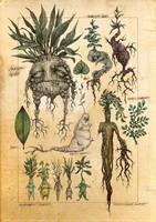 Mandragora radix