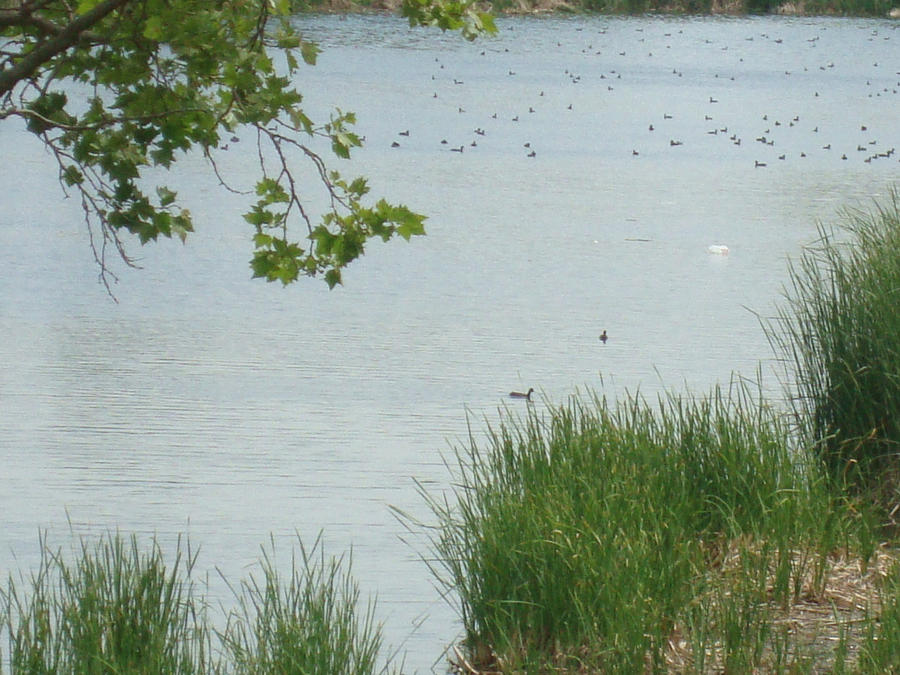 The Lake at Prado Park