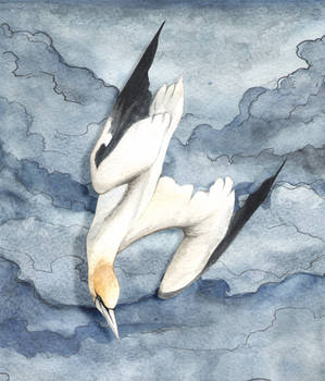 Nothern Gannet