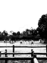 Horse Show