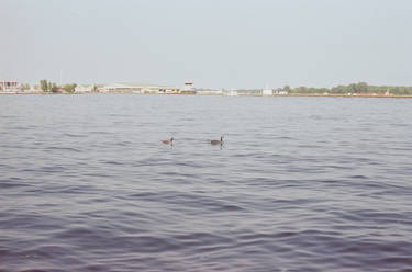 Geese and City Cente Airport