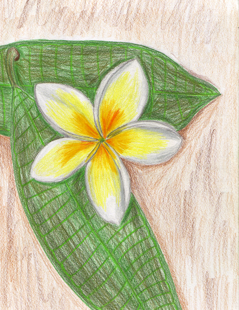 Original: Frangipani