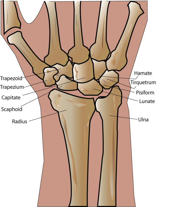 Left Inner Wrist Wrist Anatomy by UlfhedART on DeviantArt