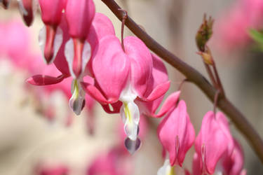 dicentra - hauptsache pink