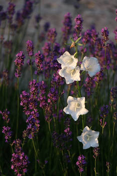 campanula