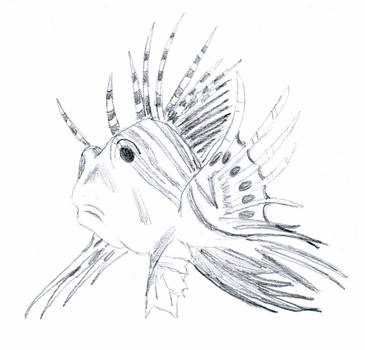 Lionfish Sketch