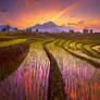 morning sunrise at paddy fields in north bengkulu