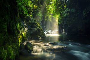 photos of natural landscapes and tropical forests