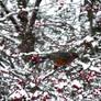 Robin on Hawthorn