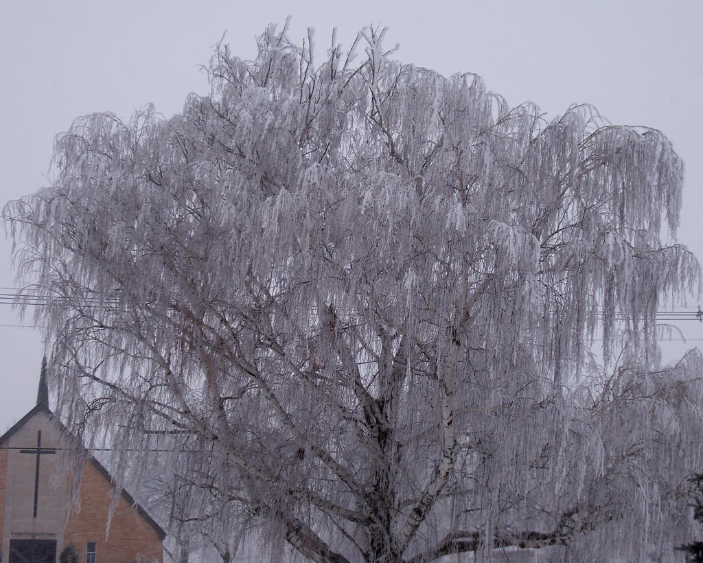 Weeping willow 2