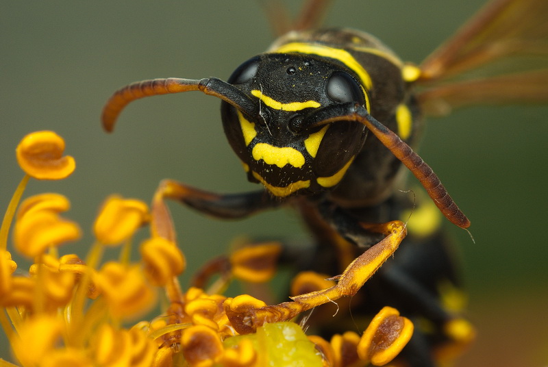 wasp