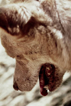 howling for water