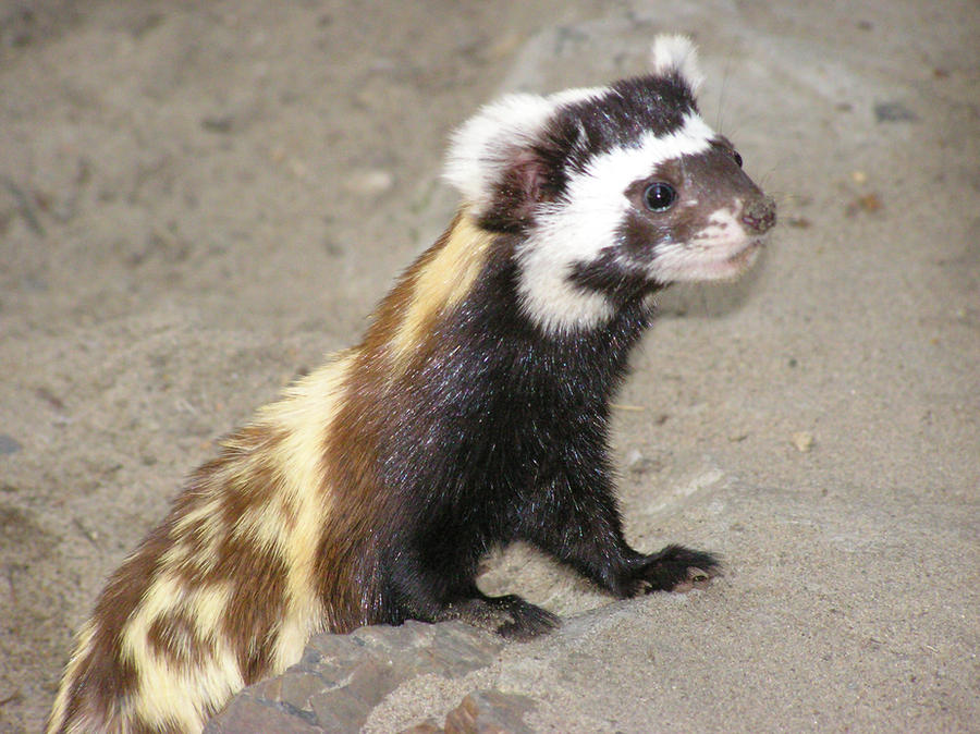 marbled polecat day 2