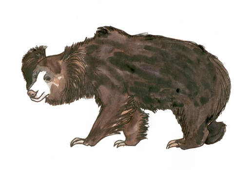 sloth bear, Stickney Bear or labiated bear