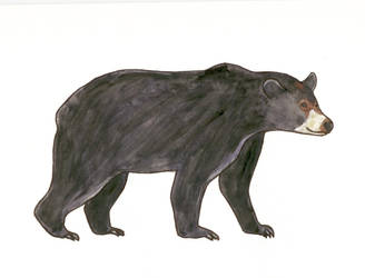 American black bear