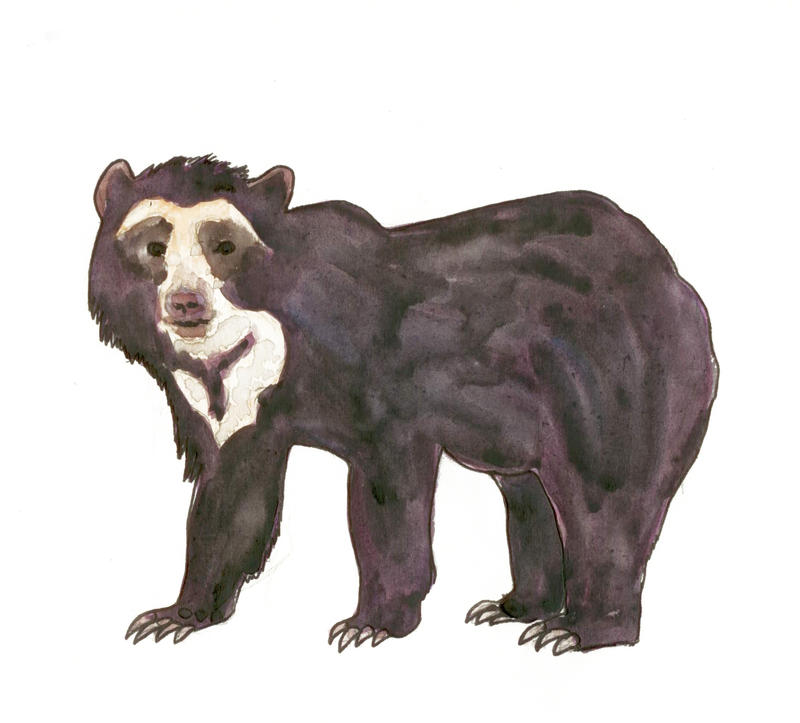 spectacled bear or Andean bear