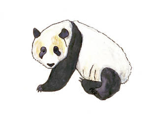 giant panda