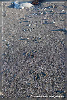 Footsteps in the sand