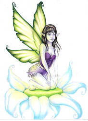 Green winged faerie