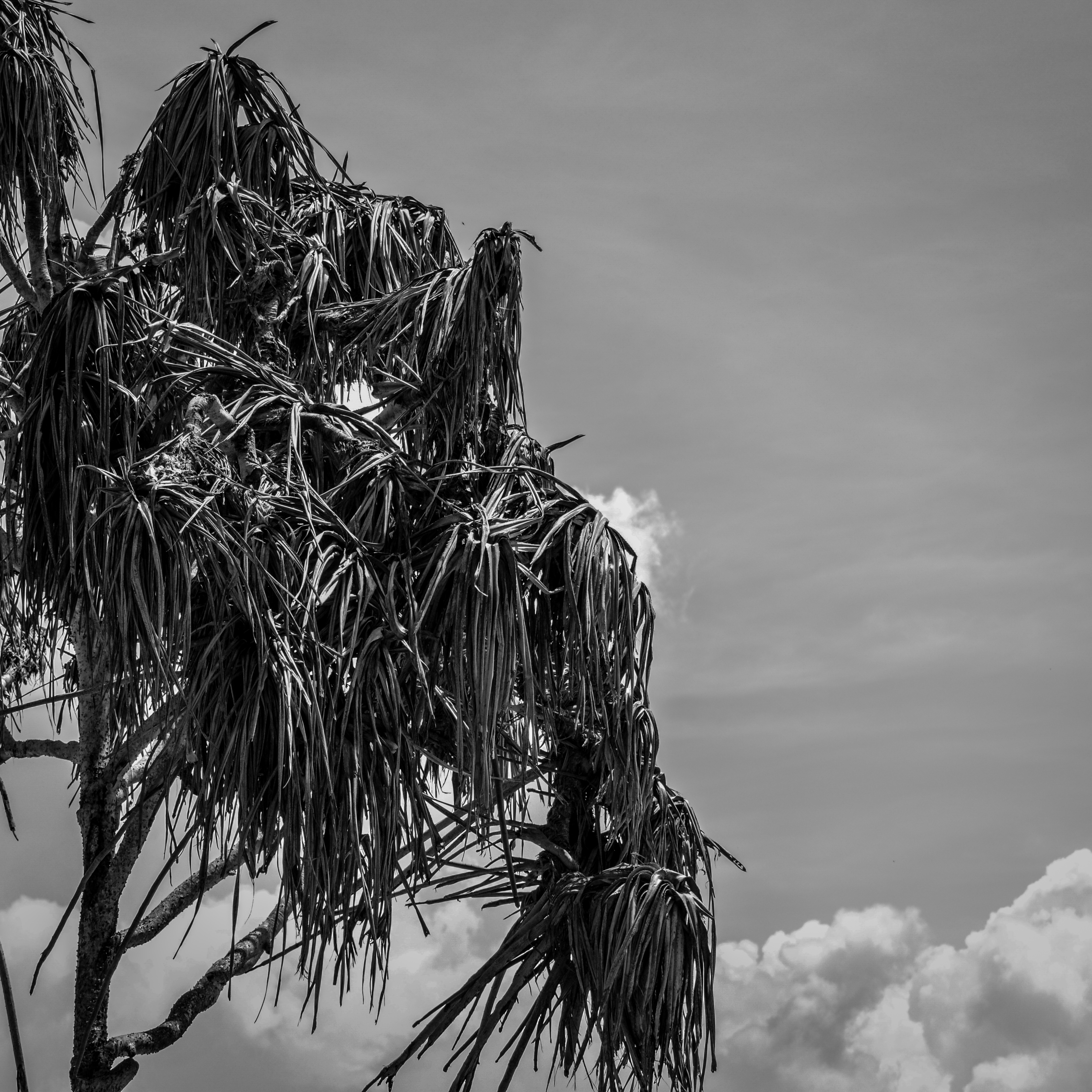 DARK TREE II