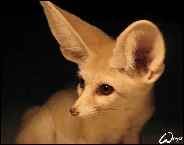 Fennec. Did you call me? by wo