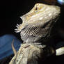 Bearded dragon 4