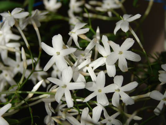 jasmine