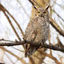 Great Horned Owl