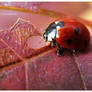 Ladybug macro '3'