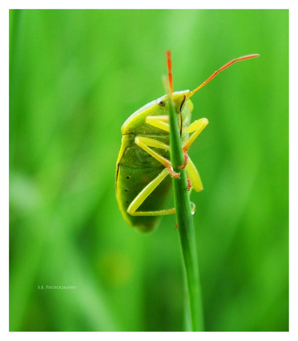 Beetle on a blade of grass